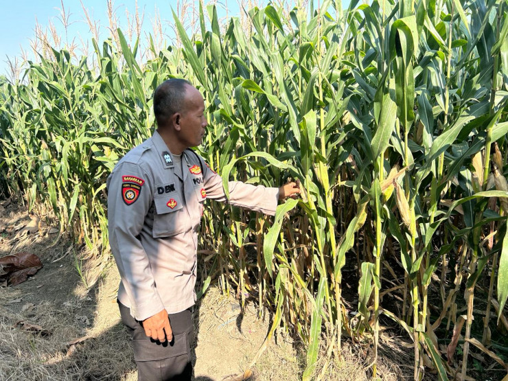 Bhabinkamtibmas Desa Prambon Kontrol Lahan Jagung, untuk Sukseskan Ketahanan Pangan