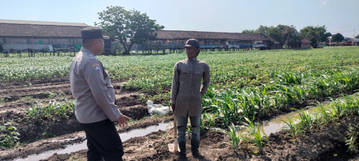 Polsek Prambon Masifkan Pendampingan Petani, Optimalkan Lahan Jagung Dukung Ketahanan Pangan
