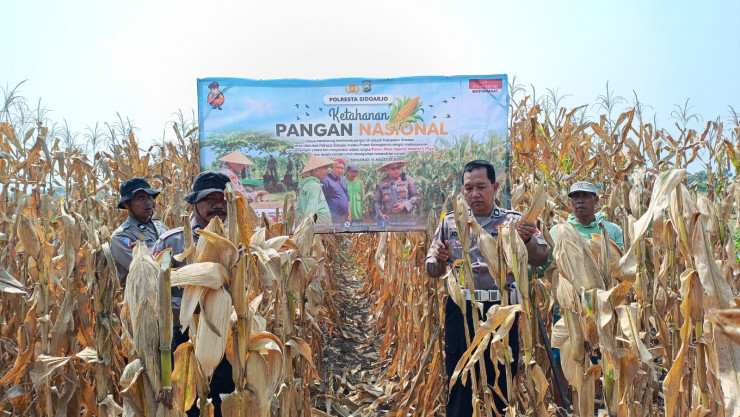 Jelang Panen Raya, Polsek Balongbendo Pastikan Lahan Jagung Tiga Hektare Siap Dipanen