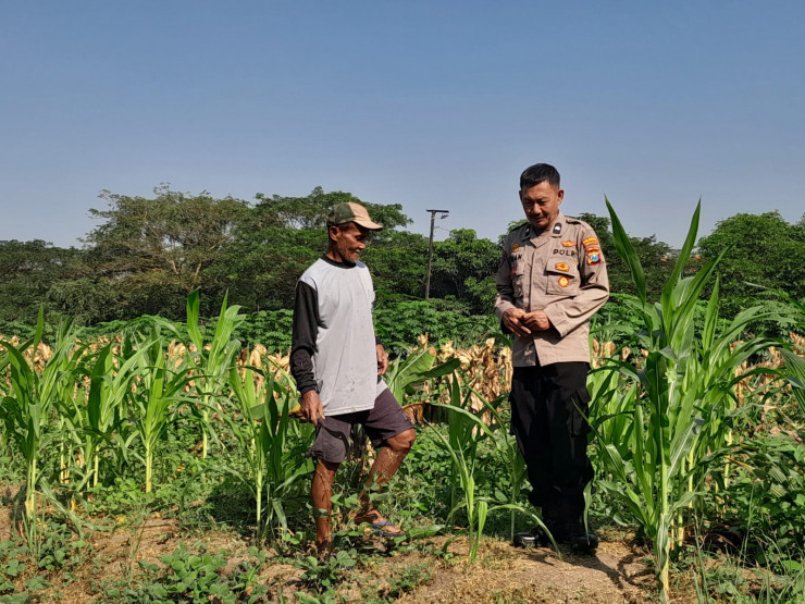 Polsek Krian Optimalkan Pertumbuhan Jagung Wujudkan Ketahanan Pangan