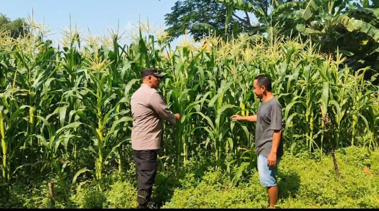 Polsek Tanggulangin Dukung Ketahanan Pangan, Upayakan Keluhan Petani di Desa Randegan