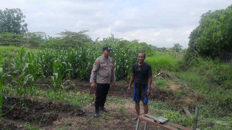 Bhabinkamtibmas Desa Pademonegoro Tinjau Lahan Jagung Dukung Program Ketahanan Pangan