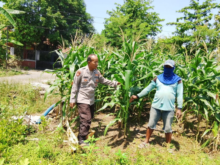 Polsek Prambon Kontrol Lahan Jagung, Antisipasi Dampak Cuaca terhadap Ketahanan Pangan