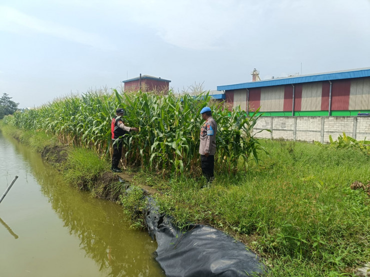 Polsek Krian Dukung Ketahanan Pangan, Koordinasi dengan Warga Desa Ponokawan untuk Budidaya Jagung