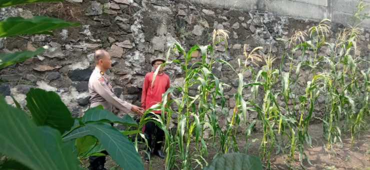 Bhabinkamtibmas Sukorejo Cek Ladang Jagung, Dukung Swasembada Pangan Nasional di Sidoarjo