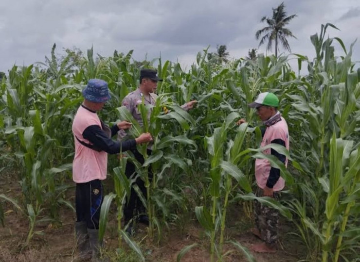Wujudkan Swasembada Pangan, Polsek Sidoarjo Kota Dampingi Petani Jagung
