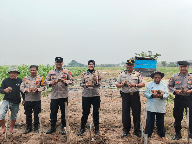 Polresta Sidoarjo Ajak Warga Budidayakan Uwi Ungu, Dukung Ketahanan Pangan dan Green Policing