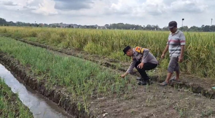Polsek Taman Tinjau Program Ketahanan Pangan Bawang Merah di Desa Pertapan Maduretno