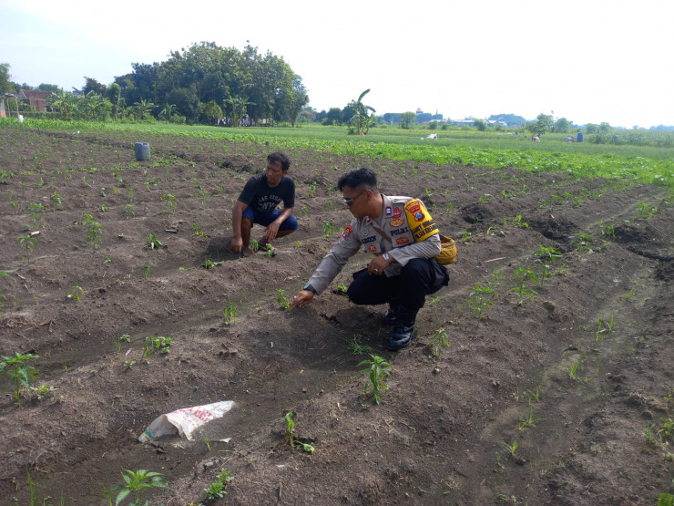 POLRESTA SIDOARJO | Sinergi Polisi dan Petani di Kecamatan Krembung Dorong Panen Hortikultura Sukses