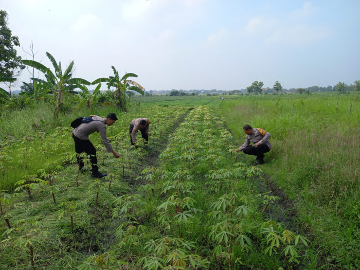 Polresta Sidoarjo | Polsek Krembung Dukung Ketahanan Pangan Bergizi Melalui Penanaman