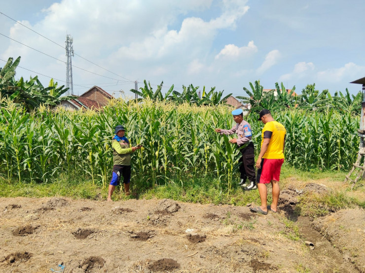 Anggota Polsek Porong Pastikan Tanaman Jagung di Desa Kesambi Siap Topang Swasembada Pangan