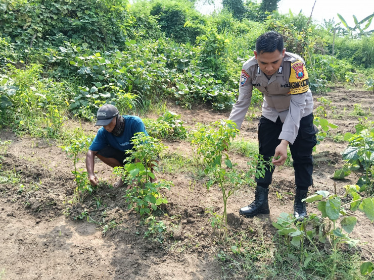 Bhabinkamtibmas Jemirahan Polsek Jabon Tinjau Lahan Ketahanan Pangan Perkebunan Sayuran