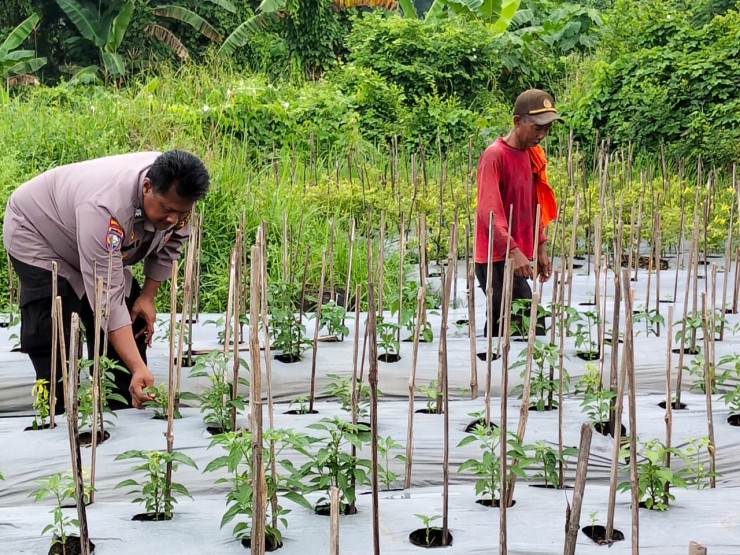 POLRESTA SIDOARJO | Warga Banjarbendo Termotivasi Program Asta Cita Presiden, Kembangkan Ketahanan Pangan Lewat Budidaya Cabai