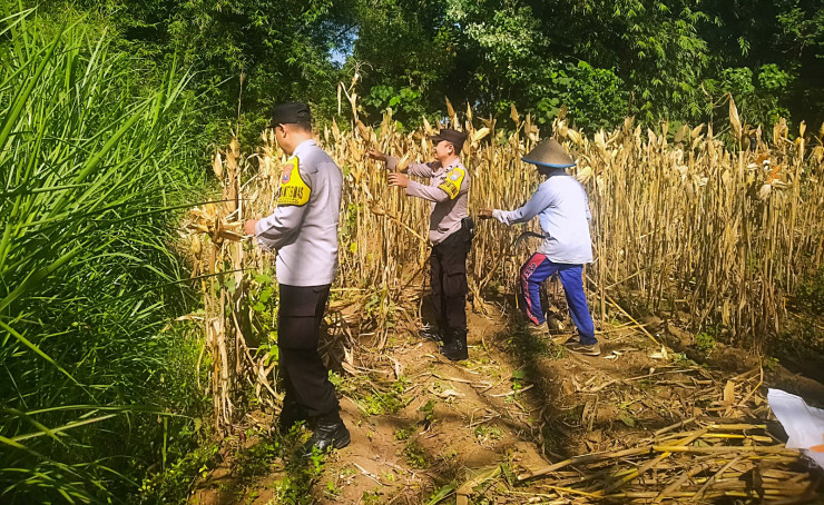 Panen Jagung Polresta Malang Kota Perkuat Ketahanan Pangan Bersama Petani Kedungkandang