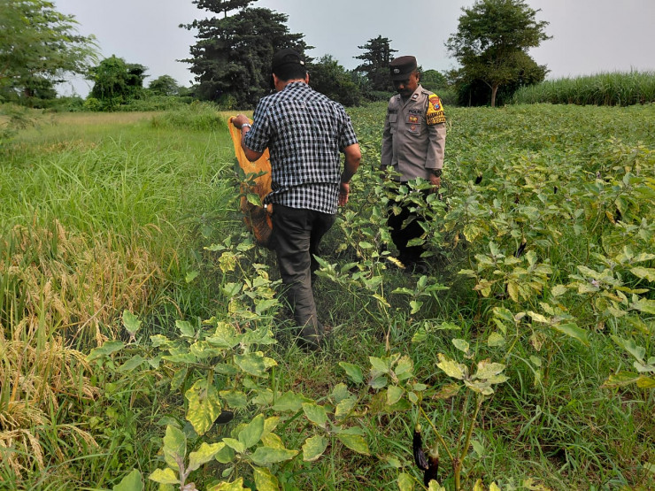 Wujud Polisi Cinta Petani, Bhabinkamtibmas Tinjau Lahan Terong untuk Ketahanan Pangan Bergizi di Kedondong