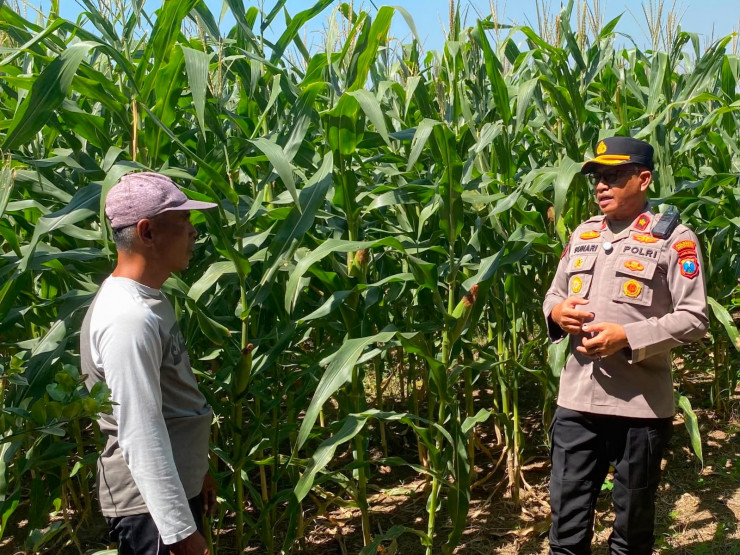 Dukung Swasembada Pangan, Kapolsek Balongbendo Cek Lahan Jagung Hibrida Siap Panen