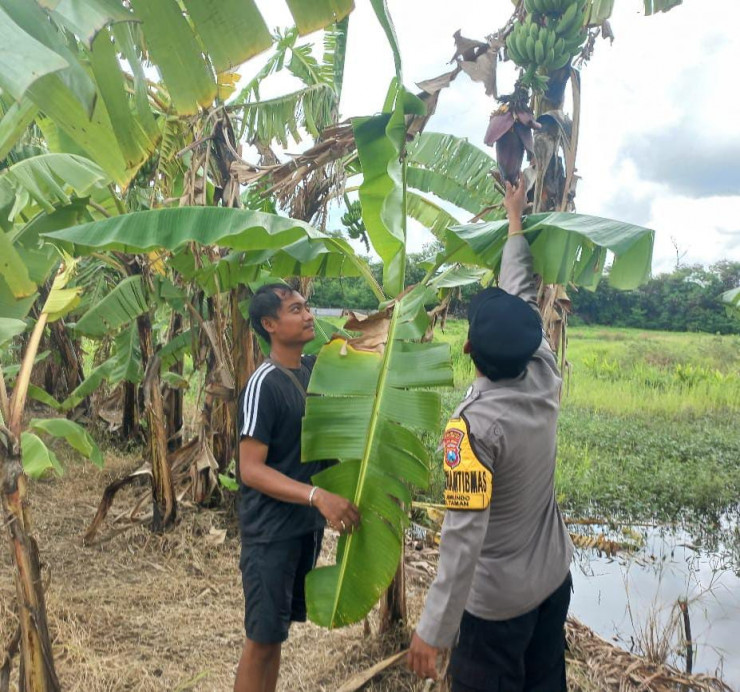 Polisi Edukasi Warga Tanam Pisang untuk Swasembada Pangan Mandiri