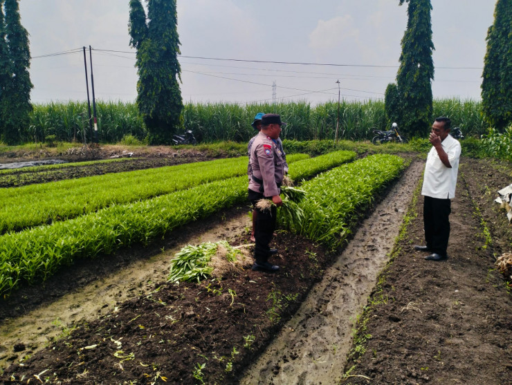 Bhabinkamtibmas dan Kelompok Tani Desa Gamping Kolaborasi Panen Sayur Kangkung, Wujud Nyata Ketahanan Pangan Nasional