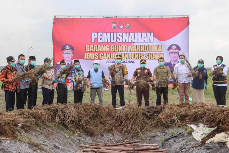 Pj. Bupati Lumajang Apresiasi Polisi yang Berhasil Berhasil Ungkap Lahan Ganja Terbesar di Pulau Jawa