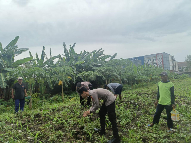 Polsek Waru Cek Perkembangan Tanaman Jagung di Desa Bungurasih