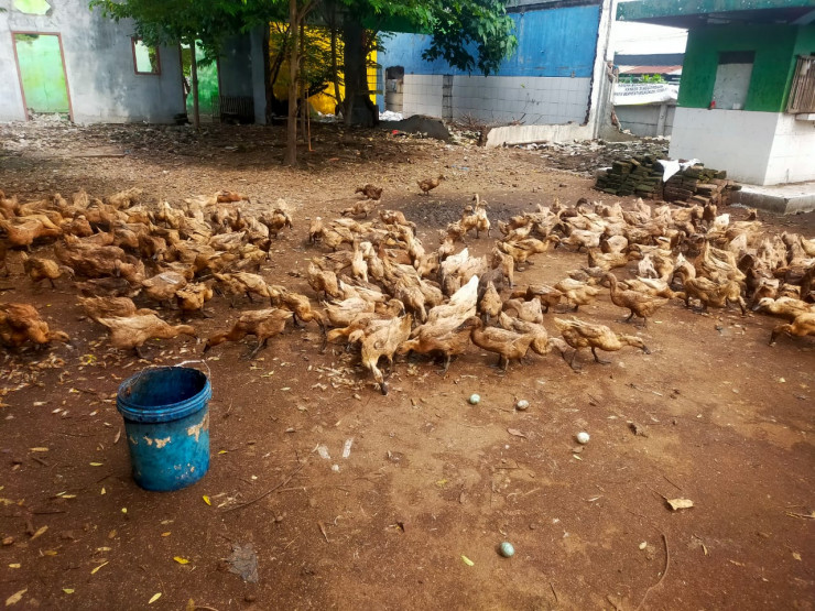 Cek Peternakan Bebek, Bhabinkamtibmas Desa Glagaharum Turun Langsung Sukseskan Ketahanan Pangan
