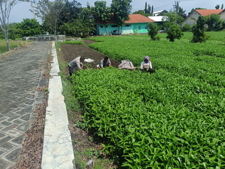 Polresta Sidoarjo Dukung Ketahanan Pangan, Polsek Porong Dampingi Warga Tanam Kangkung