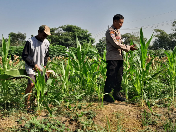 Polsek Krian Perkuat Pendampingan Petani, Pertumbuhan Jagung di Desa Jatikalang Terus Dipantau