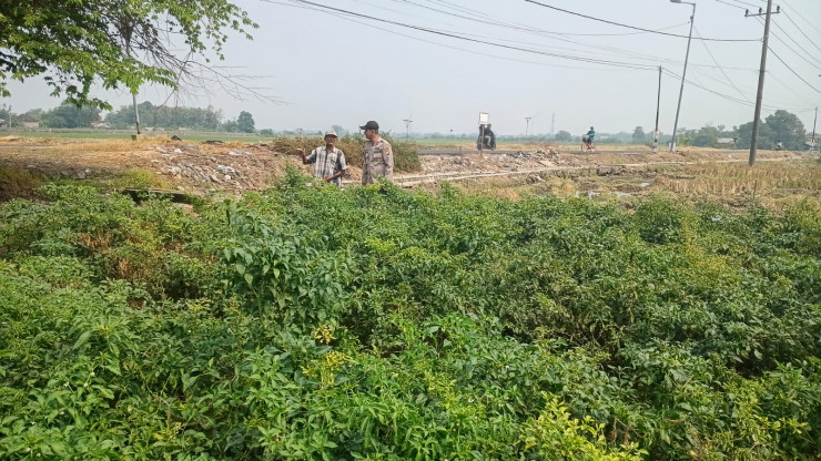 Polsek Tarik Gencarkan Sambang Desa, Dampingi Petani Cabai