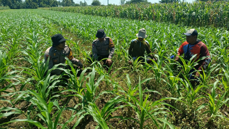 Polsek Balongbendo Kawal Panen Jagung Hibrida, Dukung Ketahanan Pangan Nasional dan Swasembada Pangan 2026